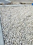 潍坊诸城鹅卵石潍坊诸城水处理鹅卵石产地图片2