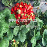 我想买京怡香草莓苗京怡香草莓苗供应商图片2