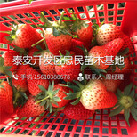 法兰地草莓苗一株多少钱图片3