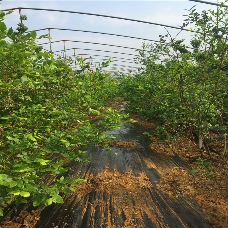 夏普藍藍莓苗基地,夏普藍藍莓苗出售