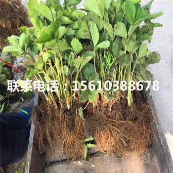 脱毒二代红玉草莓苗价格