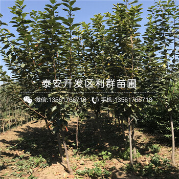 新秋柿子苗基地销售价格