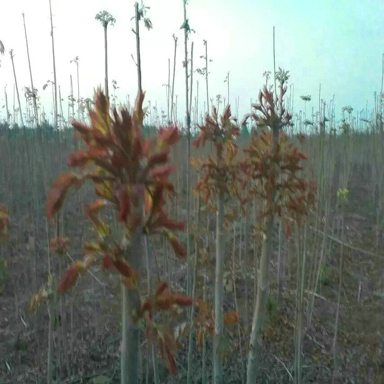 9cm香椿樹種植基地茂名7cm香椿樹