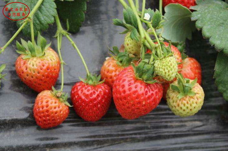 桃熏草莓苗山西新品种草莓苗主产区欢迎您