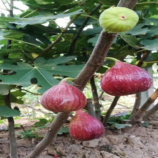 四川沙漠王無花果苗品種