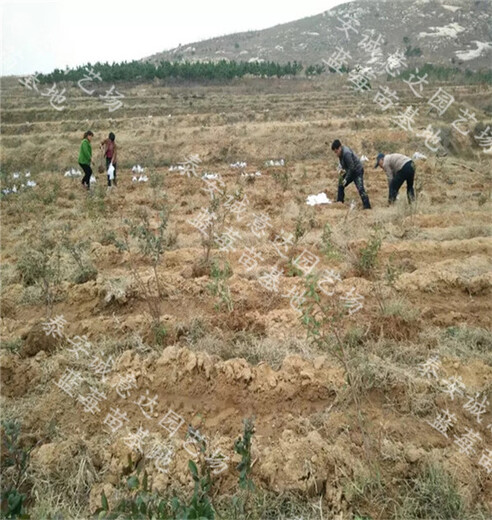 苗面向地区湖南湘西产地山东园林用途风景树品种其它品种纯度90%繁