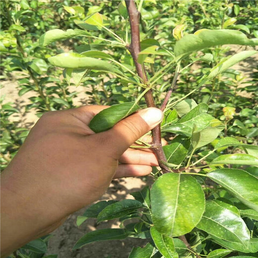 当年结果产量高早酥红梨树苗,6公分新梨7号梨苗