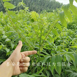 酉阳1公分香椿苗技术指导2018新报价图片1