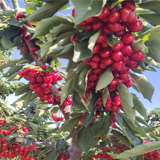 紅妃櫻桃樹紅妃櫻桃樹今年價格