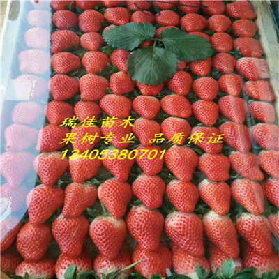 山东草莓苗价格宁玉草莓苗基地批发电话