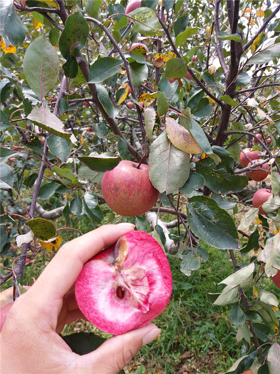 苹果树的气味图片