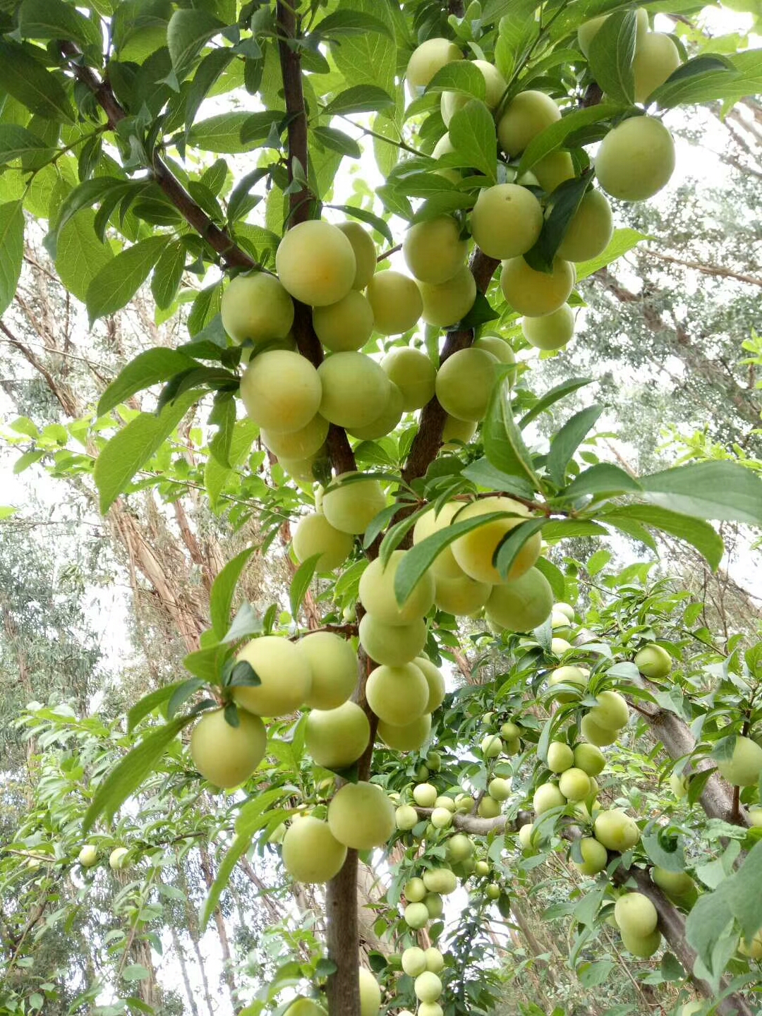 榆林红肉李子苗,李子树好品种