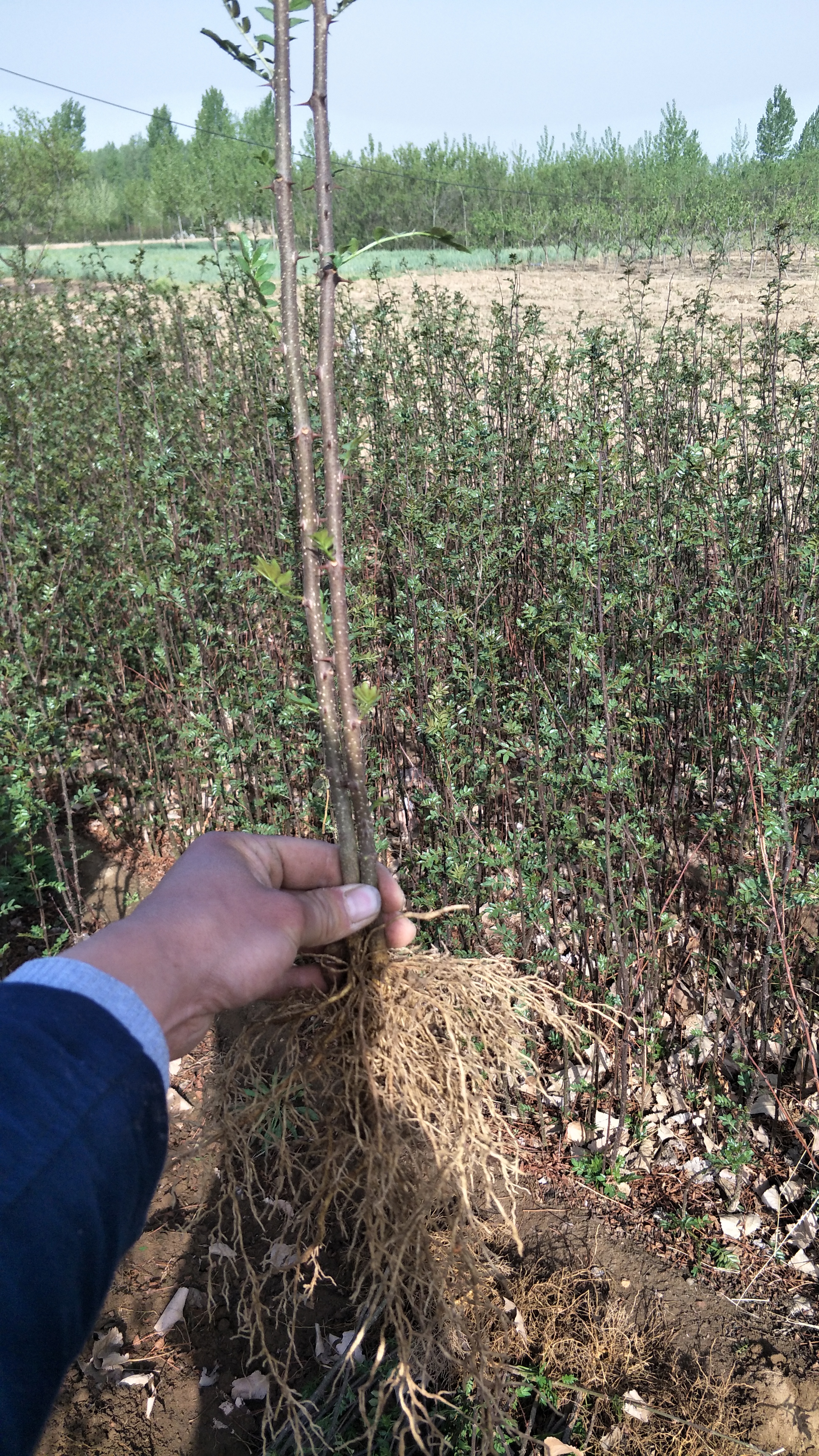 刚出土的花椒苗图片图片