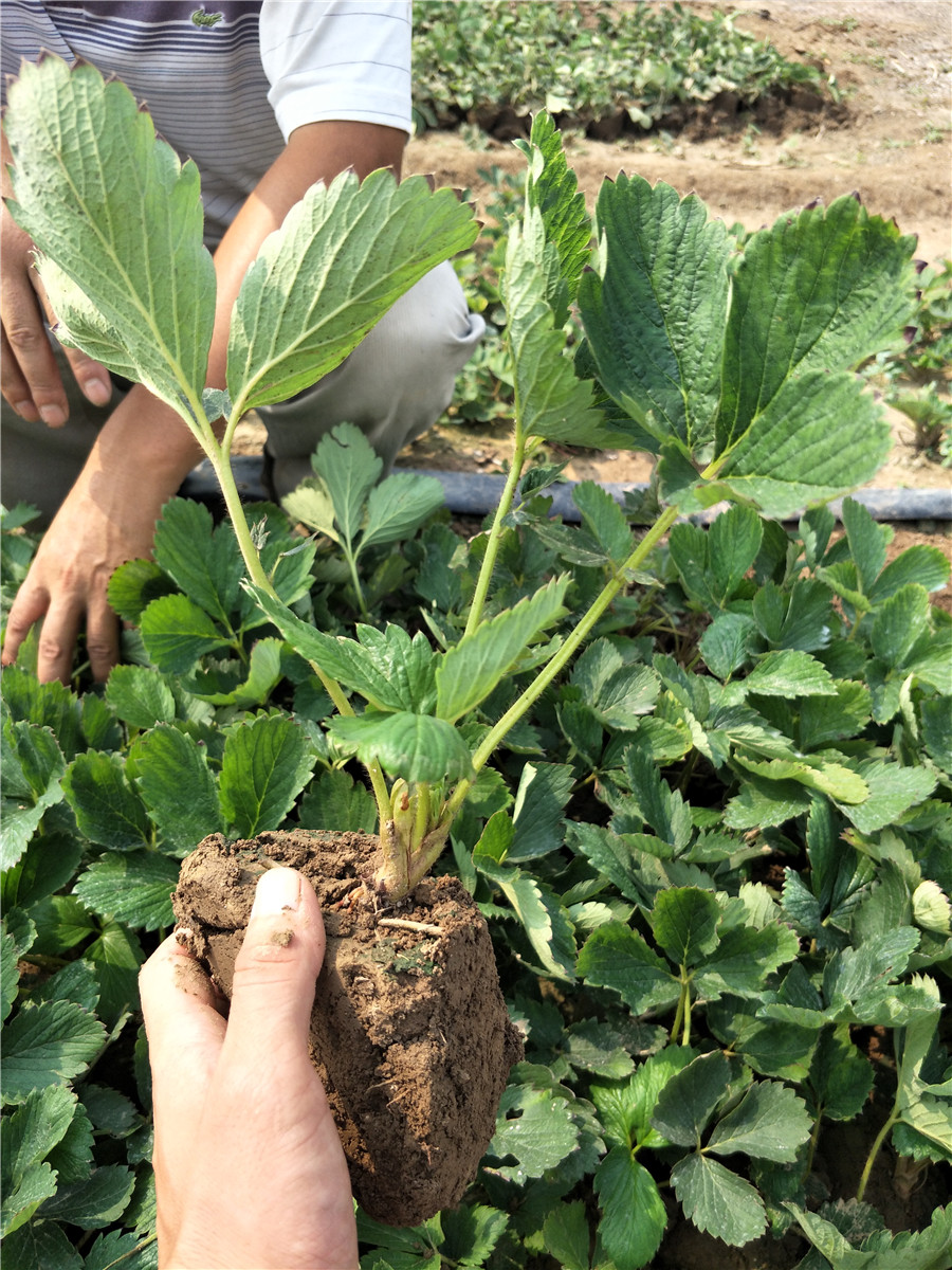 丰香草莓苗草莓苗单株价格