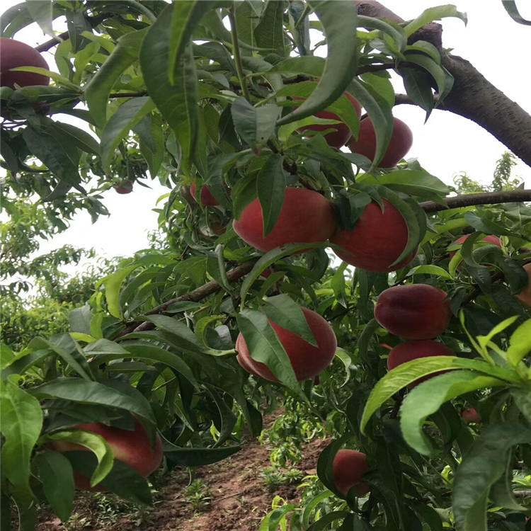 水蜜桃樹苗雪桃樹苗哪裡出售桃苗