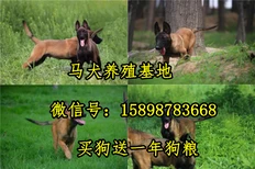 淳安县马犬多少钱一只图片5