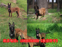 集美出售马犬幼犬图片4
