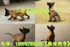 清镇市马犬幼犬出售图片5