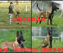 韶关翁源县狗场在哪个位置出售30多种名犬