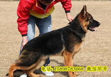 宜宾猎犬养殖基地图片0