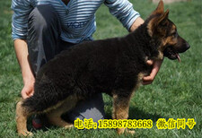 宜宾猎犬养殖基地图片1