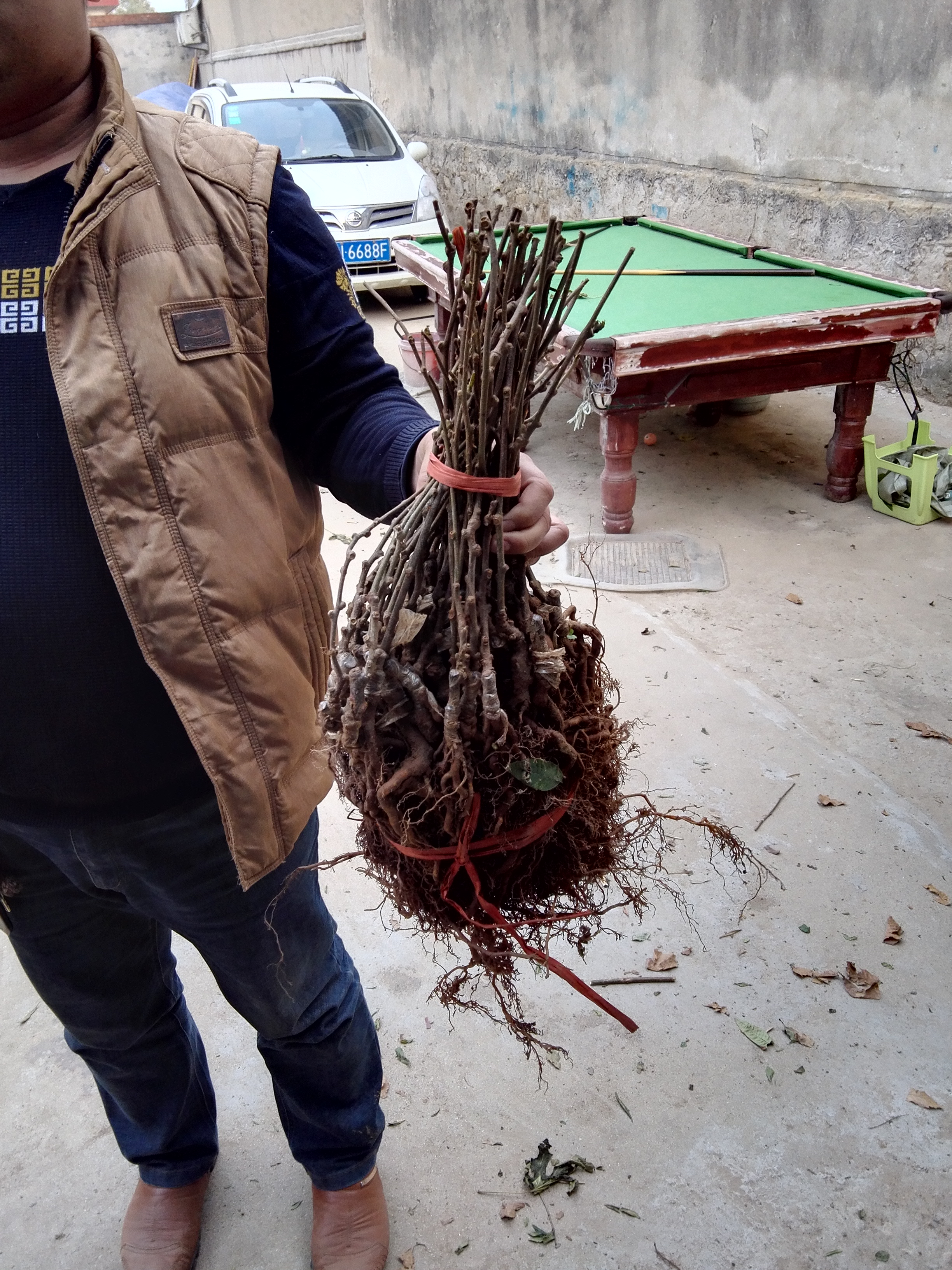 金香獼猴桃苗成品苗哪裡有果子銷售好前景廣