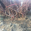 无核葡萄苗好销售的新品种无核葡萄苗什么时间种植成活率高图片