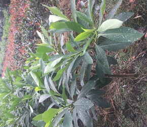 大袋子的結香出售驅除噩夢的花