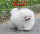 辽阳萨摩多少钱一只、大型犬