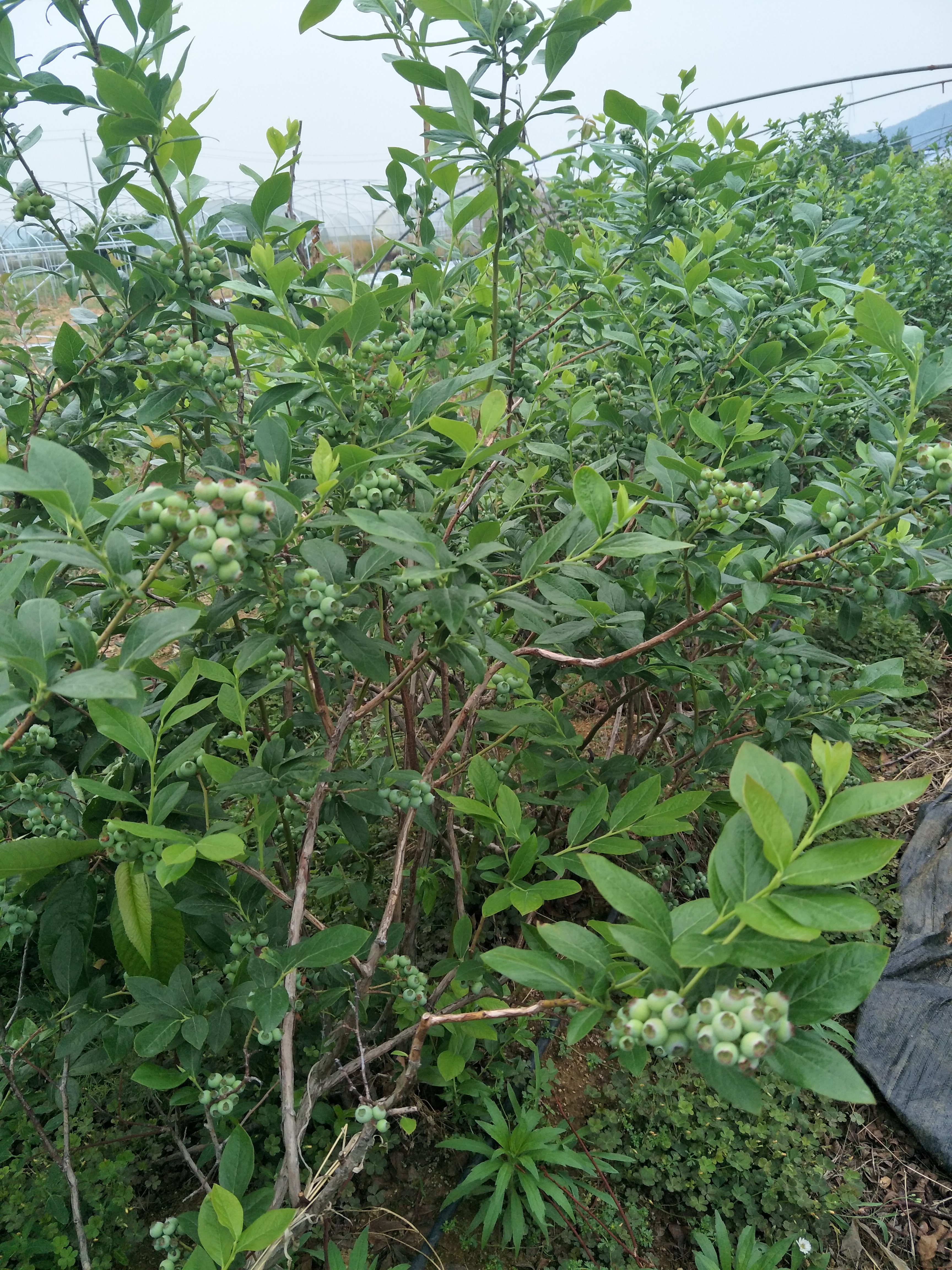 阳江果树种苗 吉林蓝丰蓝莓苗批发 奥尼尔 奥尼尔,蓝莓的一个品种