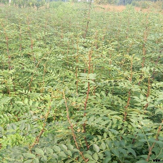 天津市红花椒苗怎么样选购花椒苗哪里有卖的花椒苗