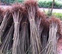 山西香椿苗现挖现卖红油香椿树苗供应基地