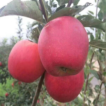 烟富0号苹果树苗局部种植矮化苹果树苗