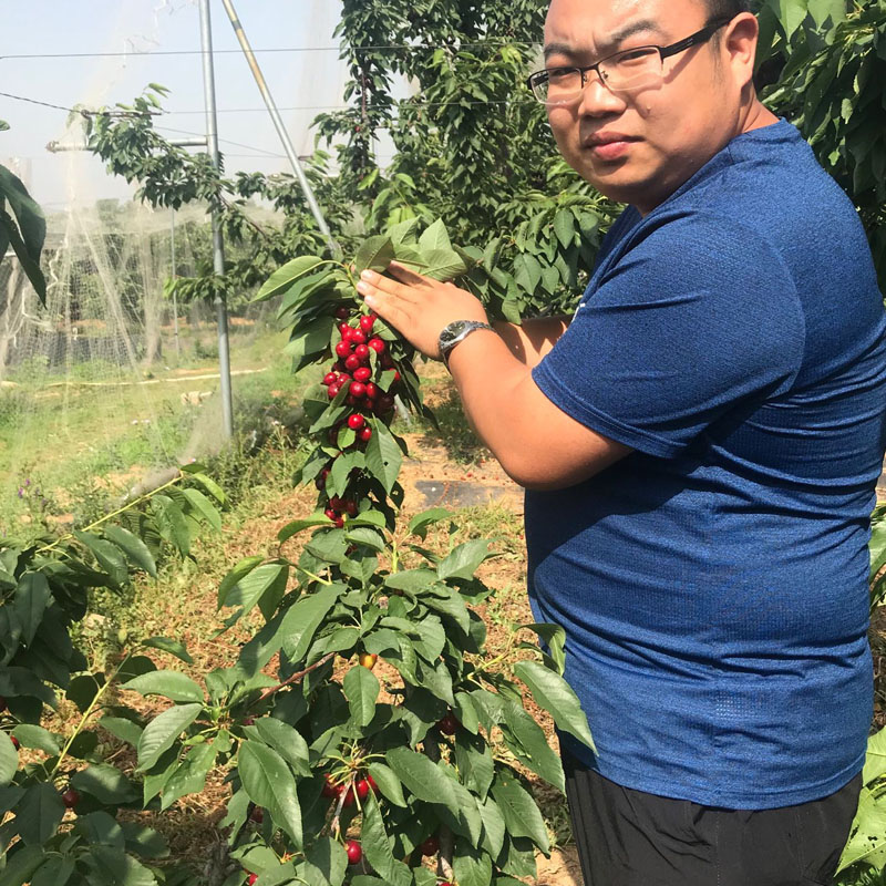 宾库樱桃苗罗亚理油桃苗局部种植