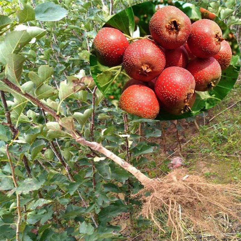 嫁接山裡紅山楂樹上海山裡紅山楂樹成品苗