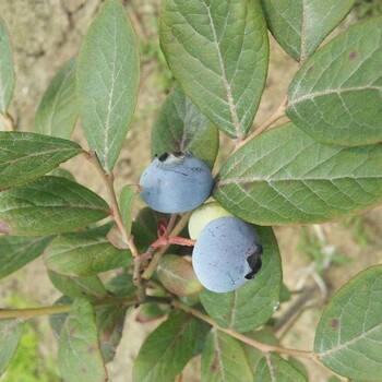 扶沟-北方艾克塔蓝莓苗产地规格—3年生蓝莓苗大量出售