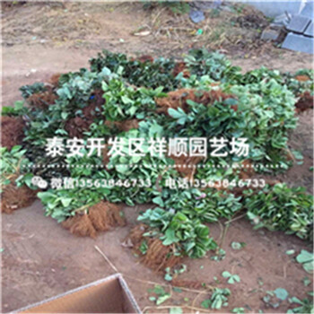 新疆克拉玛依温室草莓苗附近这边的基地