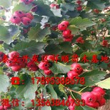 图片0
