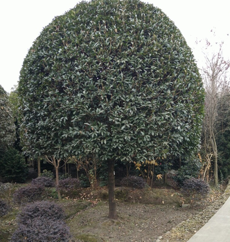 桂花开花各种规格地笼桂花