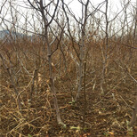 中秋酥枣树苗一亩地产多少斤中秋酥枣树苗价格图片4