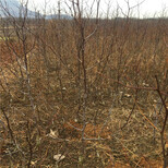 中秋酥枣树苗一亩地产多少斤中秋酥枣树苗价格图片5