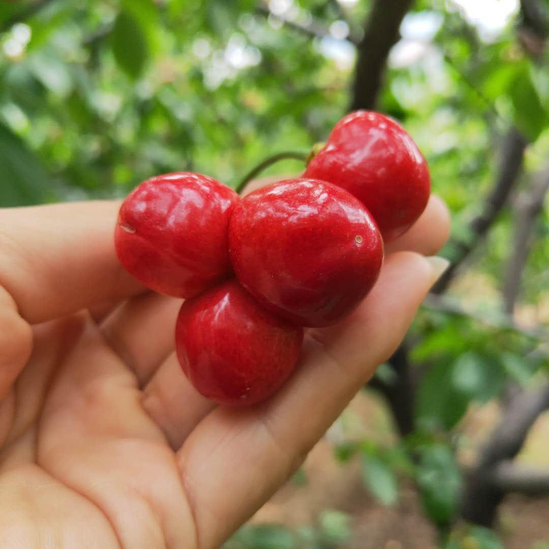 櫻桃又名紅櫻桃,大葉子,原產蘇聯,是一個紫紅色,軟肉,比較早熟的品種