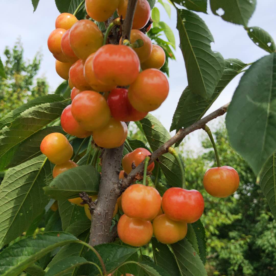 荊州1公分佈魯克斯櫻桃樹苗種植株距行距那翁櫻桃樹苗批發