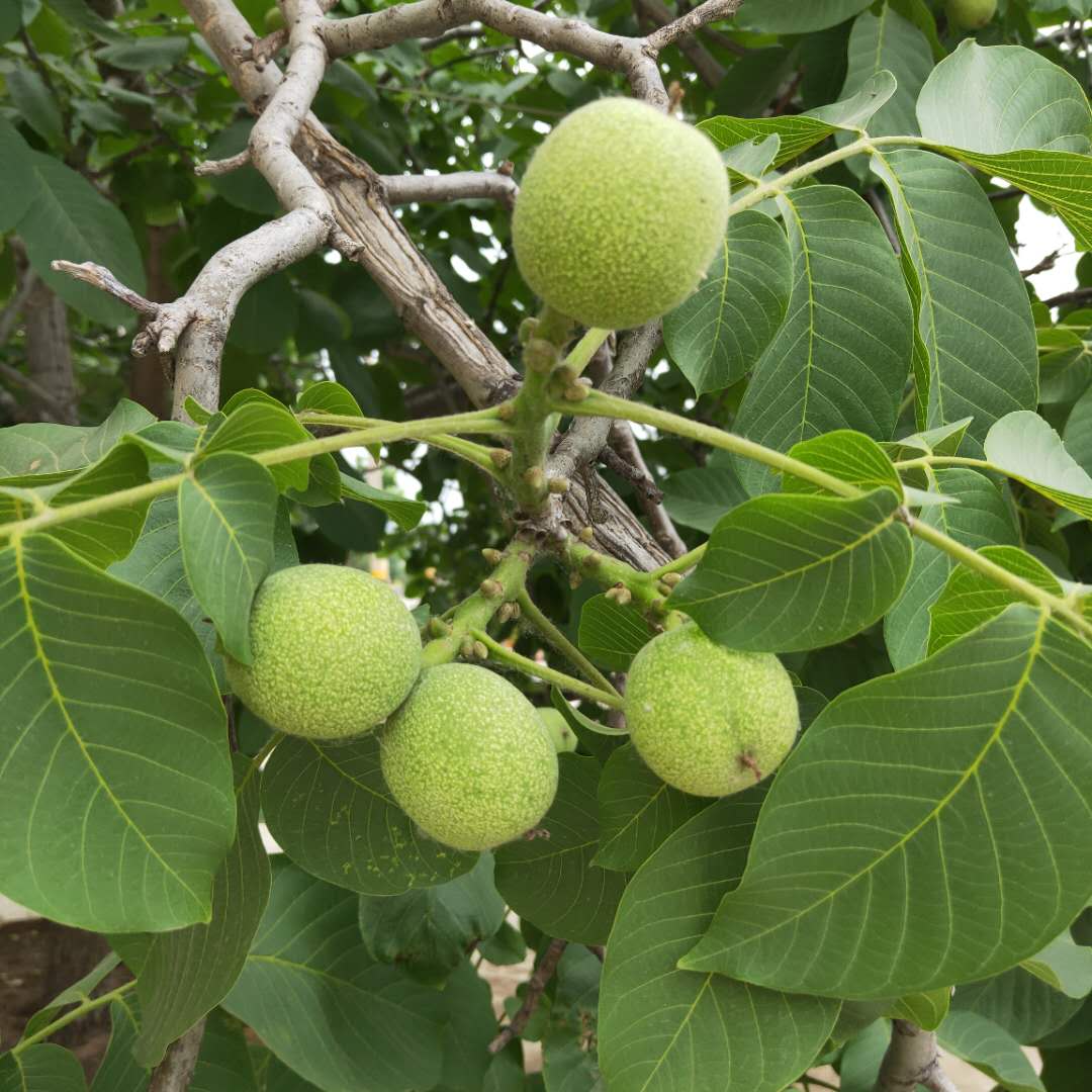 大量出售中林核桃樹苗晉龍1.