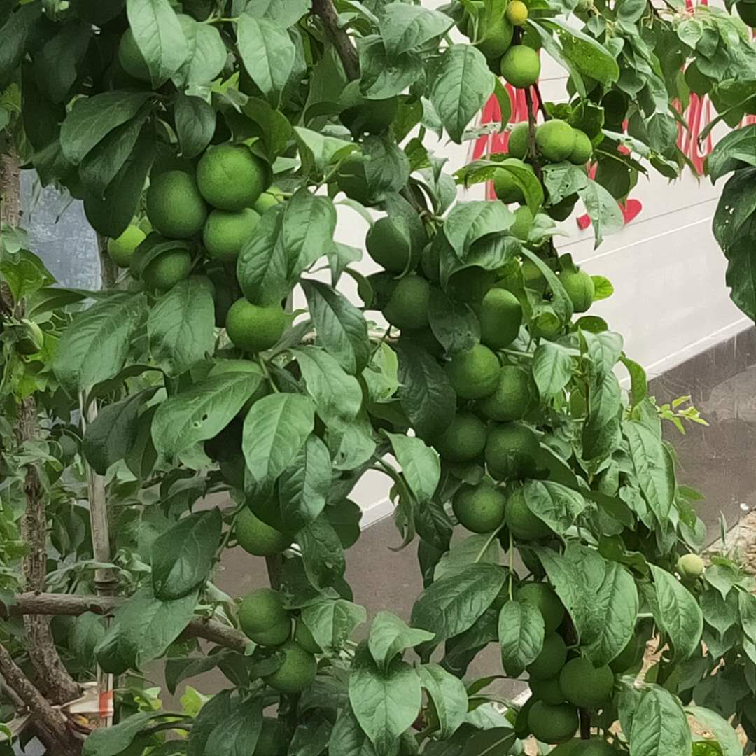 肥水管理:蜂糖李果個較大,對肥水要求較高,同時根據土壤墒情適時澆水