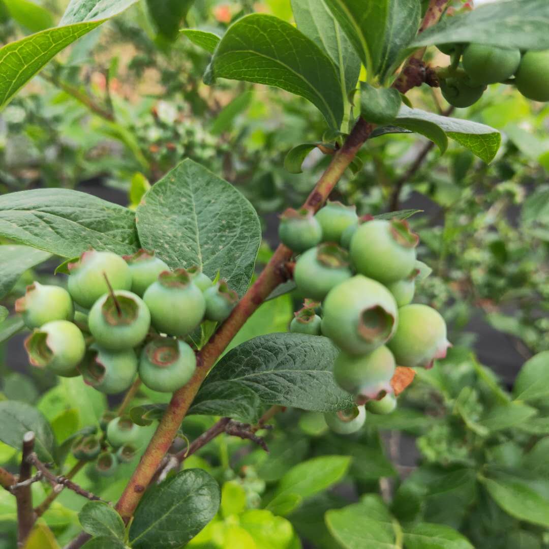 高叢藍莓:由野生的傘房花越橘衍生出來的商業藍莓種類有以下3大類