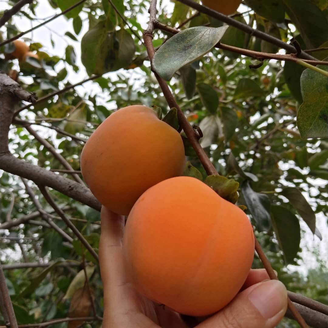 紹興火晶柿子樹苗提供種植管理日本甜柿子樹苗價格