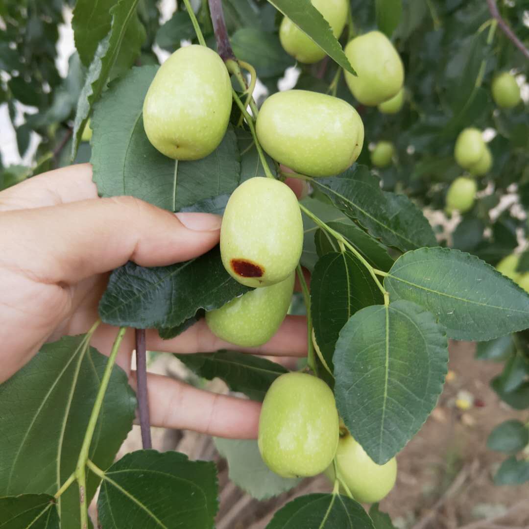 晉城贊皇大棗樹苗管理方式磨盤棗樹苗批發