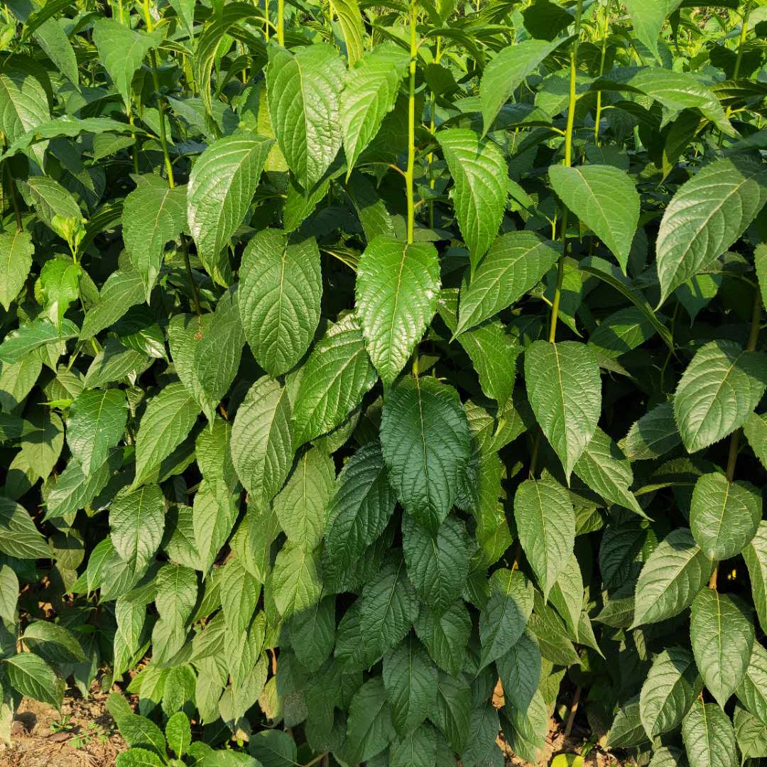 花生於當年枝基部,雄花無花被;花梗長約3毫米,無毛;苞片倒卵狀匙形,長