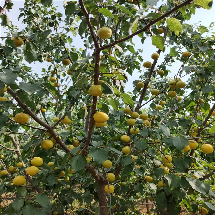 珍珠油杏杏树苗苗圃基地